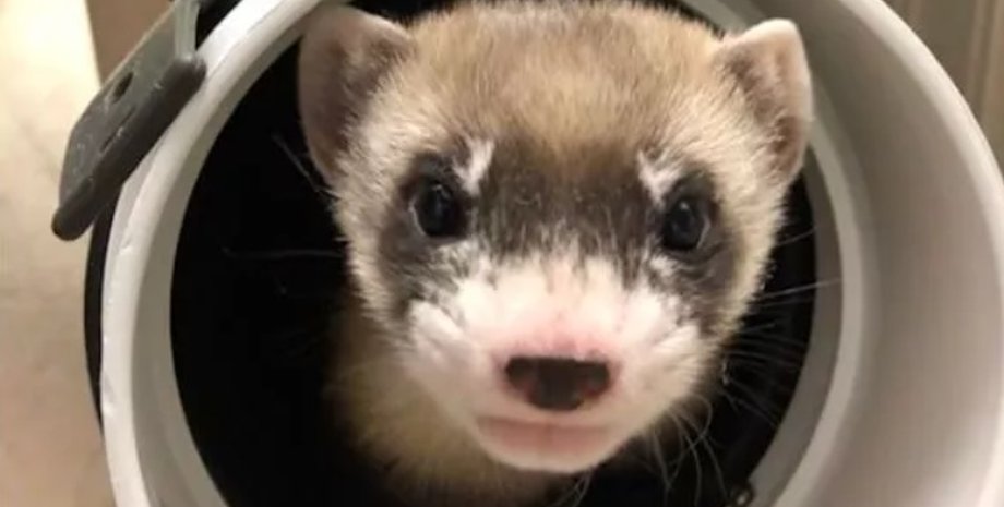 черноногий хорек, вымирающий вид, клонирование