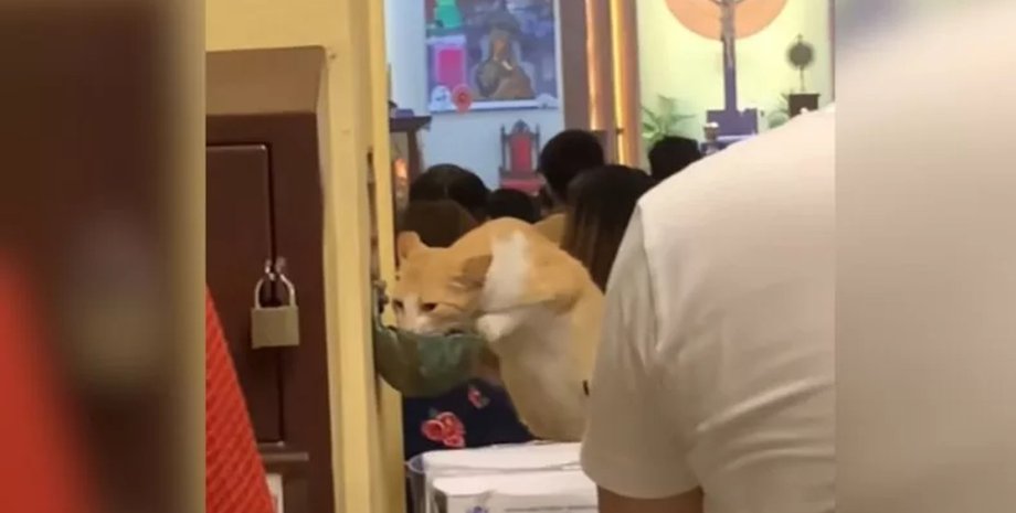 Кошка в церкви, кошка пьет святую воду, святая воду, святая кошка, кот, рыжая кошка, благословение, TikTok, соцсети, вирусное видео