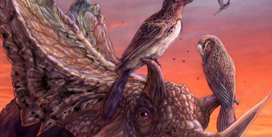 Птицы-энанциорнисы на рогах цератопса. Иллюстрация: Brian Engh