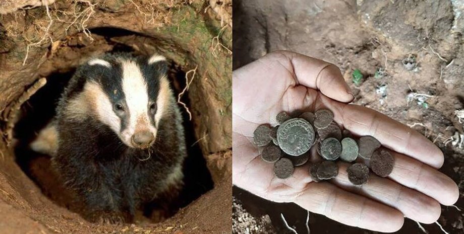 борсук, нора, рука, монети, фото