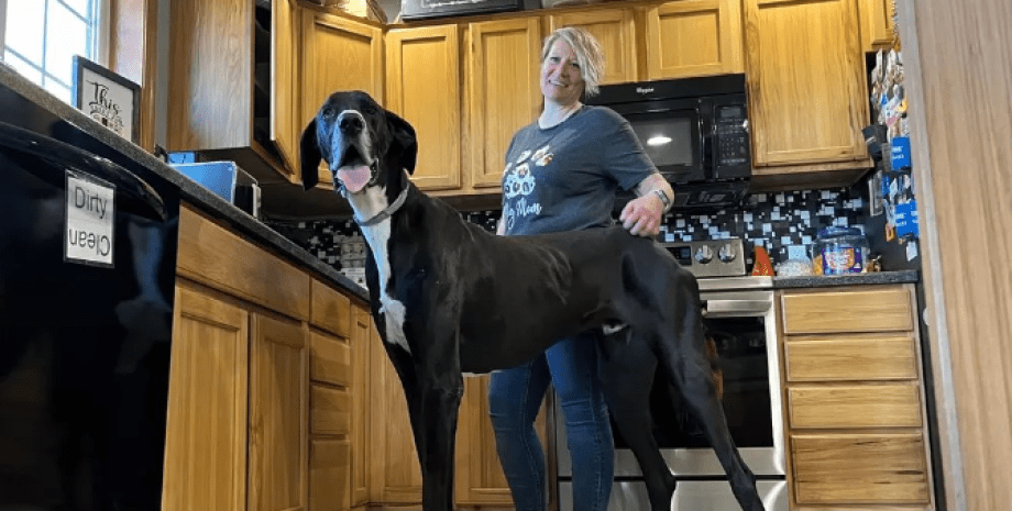 Найвищий собака у світі за версією Книги рекордів Гіннеса, Кевін, рекорди, титули, досягнення, тварини