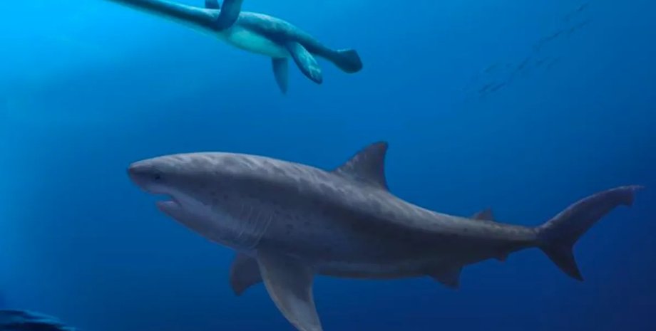 гігантська акула