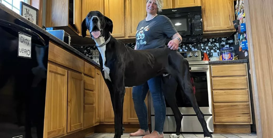 Самая высокая собака в мире по версии Книги рекордов Гиннеса, Кевин, рекорды, титулы, достижения, животные