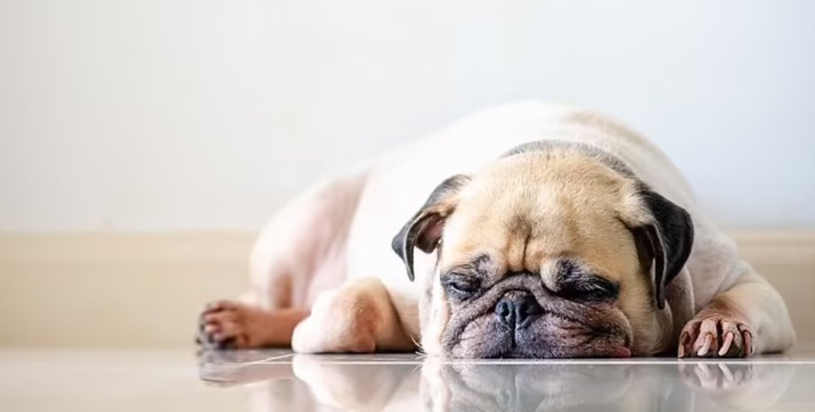 собака, мопс