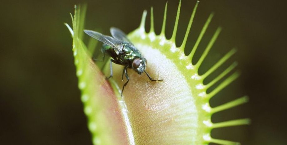 рослини, м'ясоїдні рослини