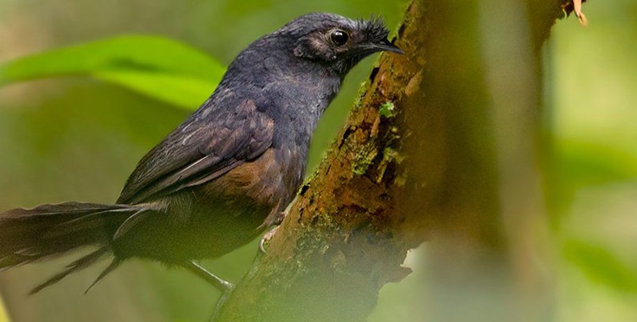 American Bird Conservancy