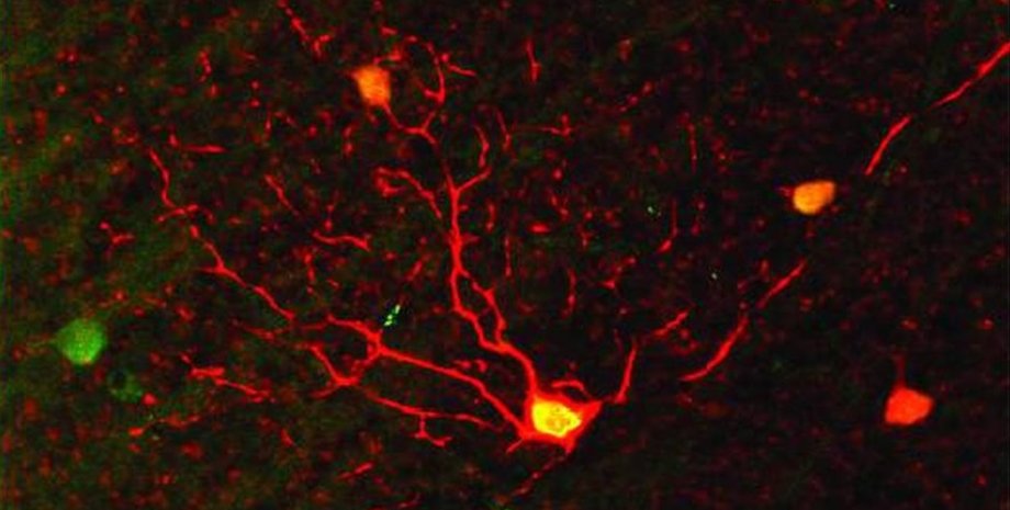 Красным цветом обозначены нейроны, чувствительные к восходящему движению. Фото: Duke, Univ. of Victoria