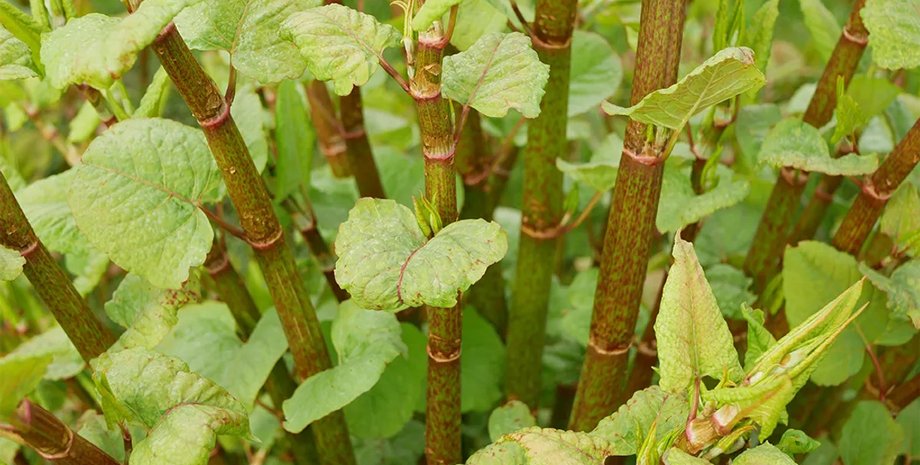 японский горец растение японский горец