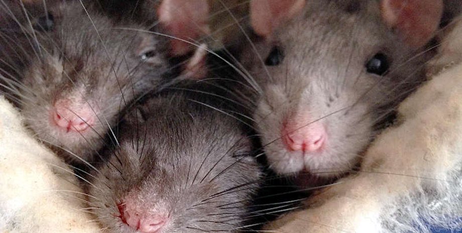 Сара Джордан из Великобритании жила посреди колонии щиров, суд, нарушение закона, курьезы, приколы, странные истории