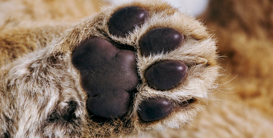 Жестокое убийство бездомного кота потрясло зоозащитников