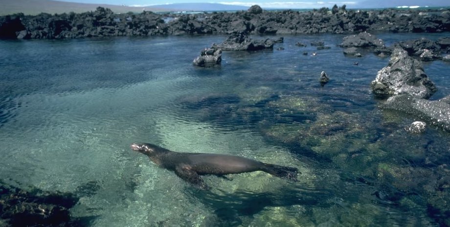 галапагосские острова