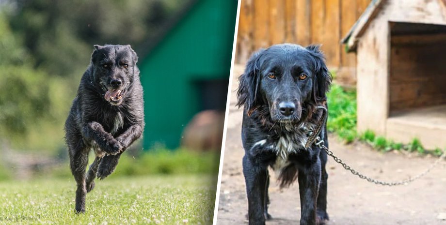 микрочипирование животных Украина, права животных в Украине закон, штрафы за жестокое обращение с животными