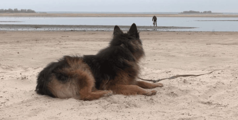 хатіко, черкаський хатіко, Волонтер Сергій Залізняк, рекс, пес на ім'я Рекс
