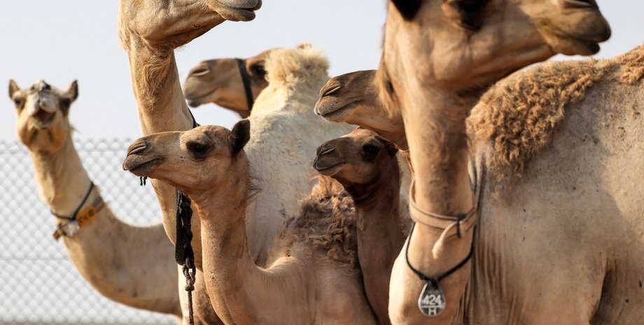 верблюди