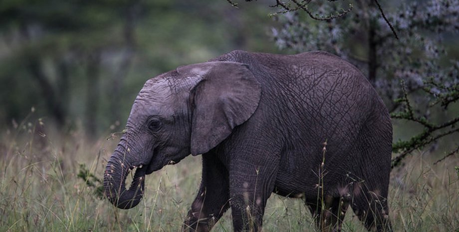 Flickr/MAKE IT KENYA PHOTO / STUART PRICE