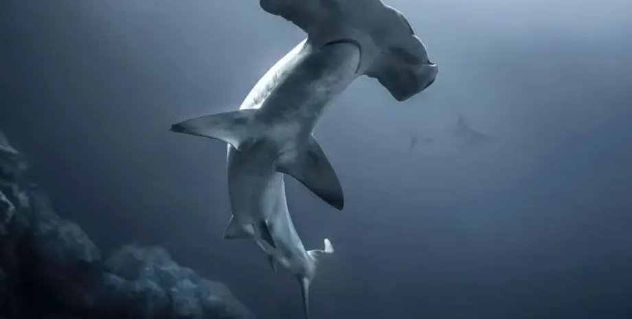 акула, акула молот