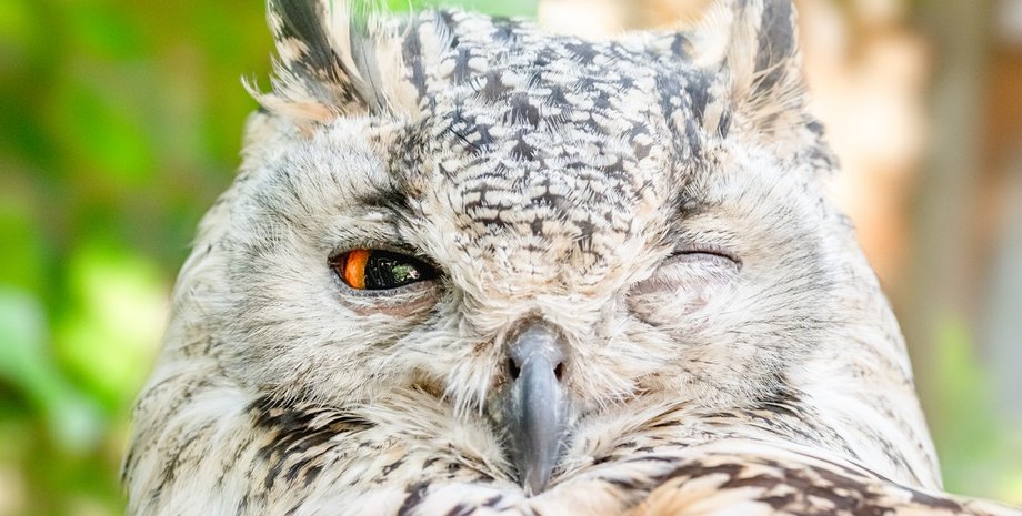 ушастая сова