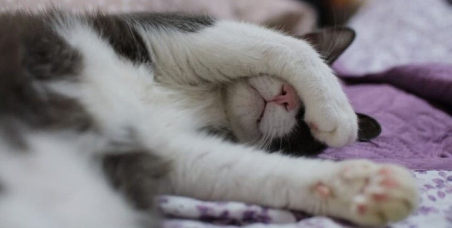 Кот ест во сне, смешное видео в TikTok, курьезная история, интересные новости о животных, видят ли коты сны