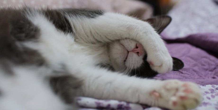 Кот ест во сне, смешное видео в TikTok, курьезная история, интересные новости о животных, видят ли коты сны