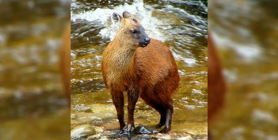 олені, крихітні олені