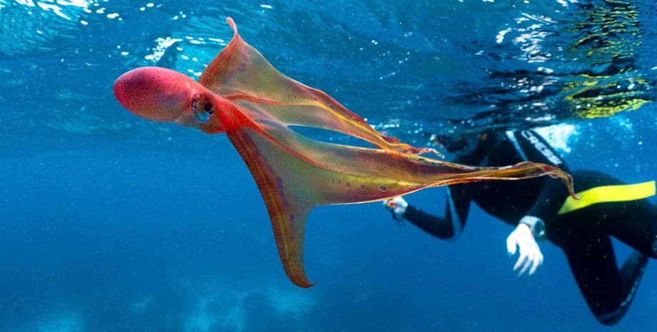 осьминог-одеяло, вода, океан, дайвер, фото