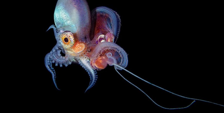 осьминоги, головоногие моллюски
