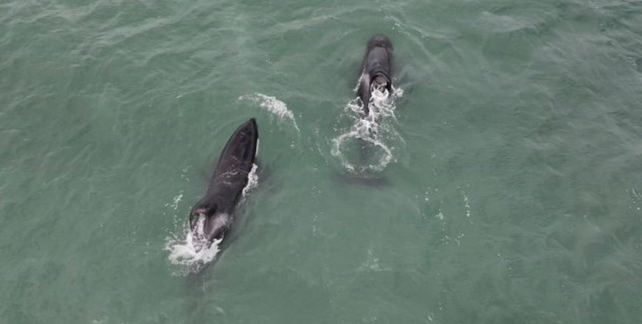 косатки, акули, косатки й акули, напад косаток