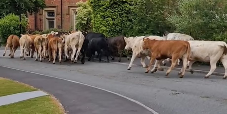 Корови втекли із загону, стадо корів, корови, великі тварини, корови біжать вулицею, біг биків,