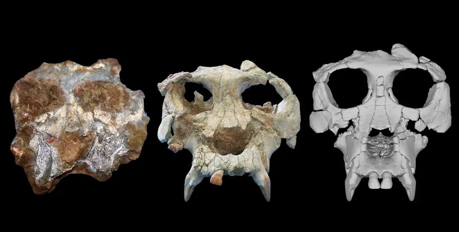 гомінід, череп