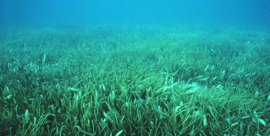 океан рослини