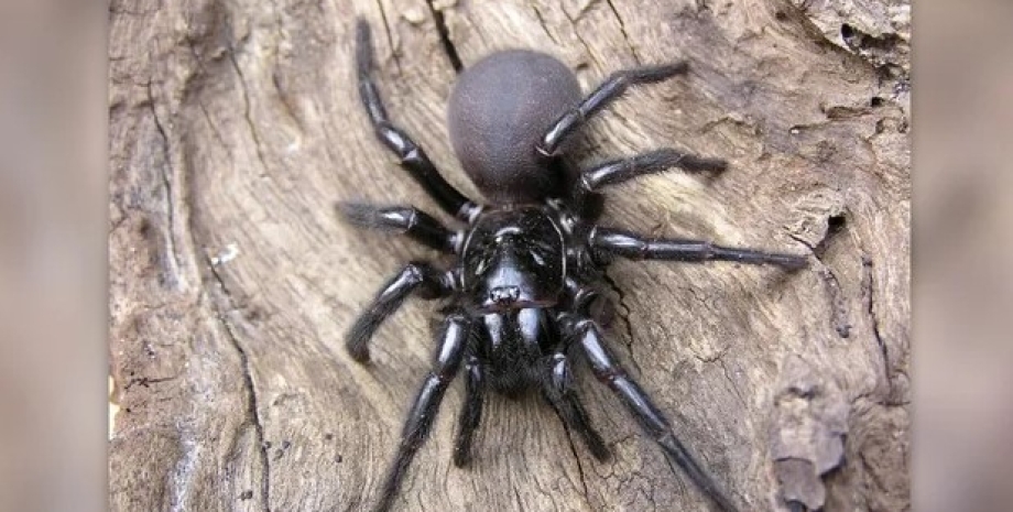 павук, лійкоподібний павук, сіднейський лійкоподібний павук
