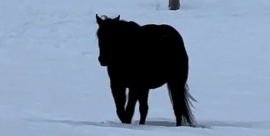 Оптическая иллюзия с лошадью, тренды TikTok, курьезы, приколы, трюки, вирусные ролики из социальных сетей, Канада, животные