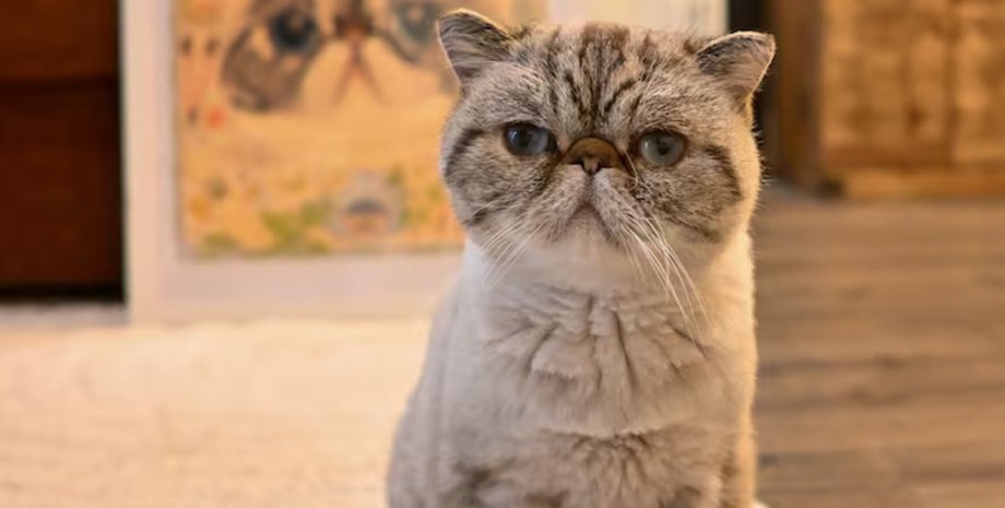 Пушистый кот породы экзотическая короткошёрстная сидит на полу на фоне своего портрета