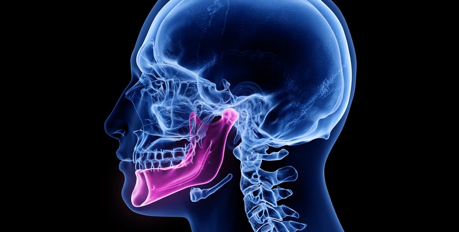 скелет, человек, кости, новый слой жевательной мышцы, фото