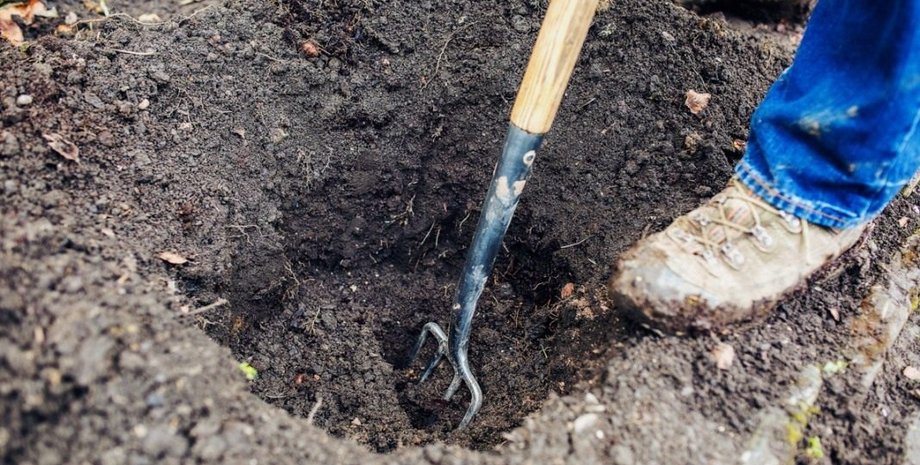 Семья из Великобритании нашла живую черепаху, которая отложила яйца на их заднем дворе, находка