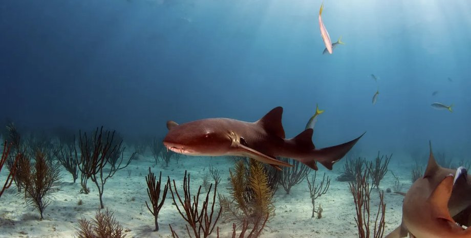 пересування акул