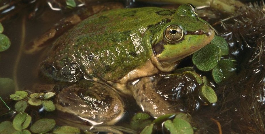 лягушка, парадоксальная лягушка