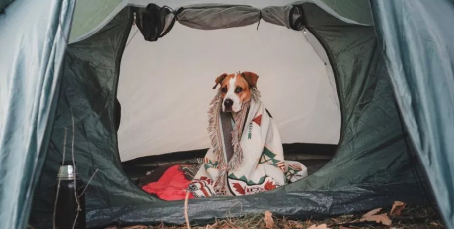 Собака во время похода сбежала в машину, не захотел спать в палатке