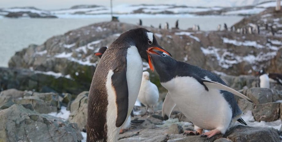 Станция Академик Вернадский, пингвины, видео, смешные видео, наука, природа