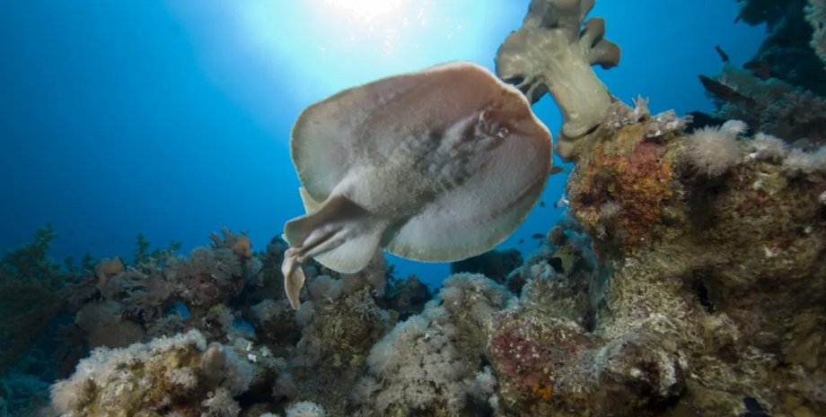 електричний скат