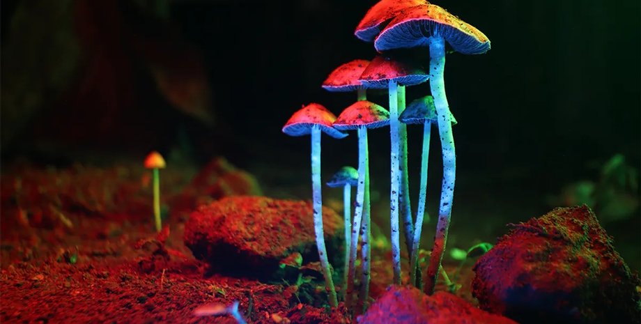 галюциногенні гриби