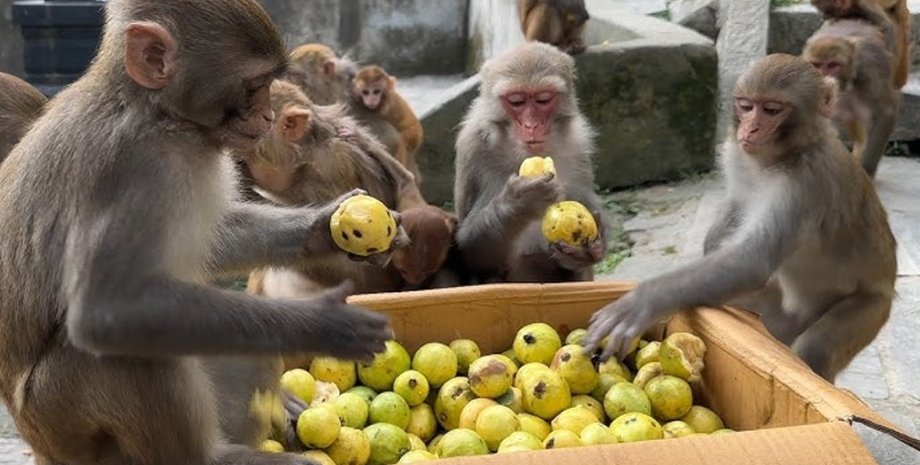 Животные, обезьяна, зоопарк, еда в зоопарке, еда для животных, еда шимпанзе, крал еду у животных, овощи и фрукты