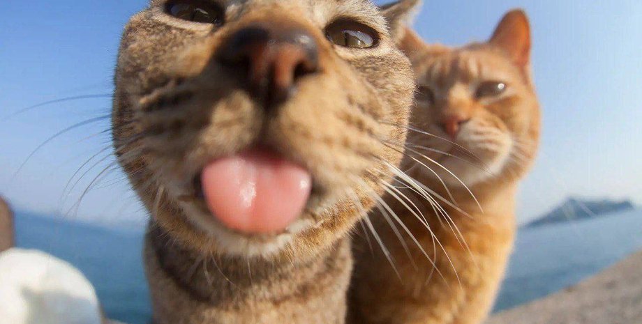 коты, котики, смешные коты, милые коты