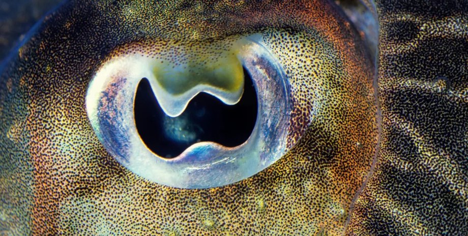 зіниці каракатиць