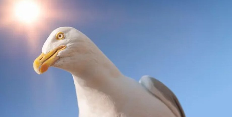 чайка, чайка и еда