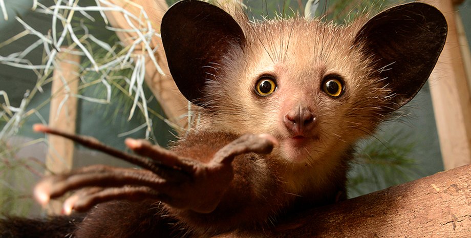 Мадагаскарская руконожка. Фото: DAVID HARING