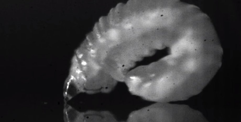 Скриншот / youtube.com /  Science Magazine