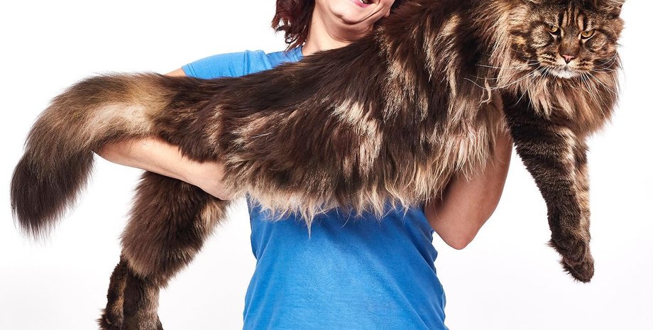 найдовший кіт у світі