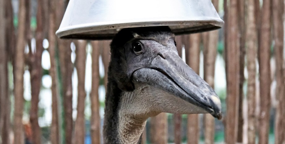 Розовый пеликан в киевском зоопарке зоопарк, Киев, пеликан, розовый пеликан, птица