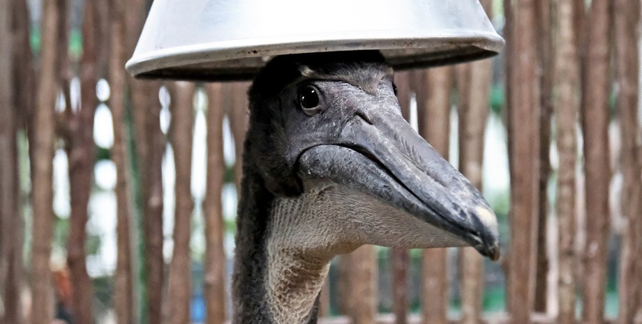 зоопарк, Київ, пелікан, рожевий пелікан, птах